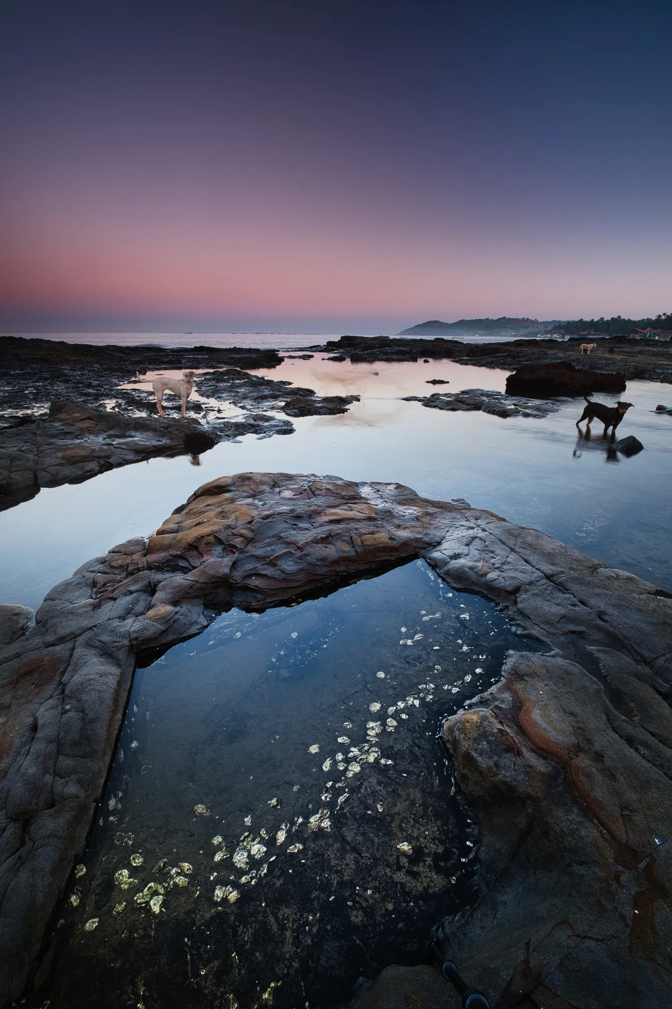 Dogs on a rock pool at sunrise, Goa