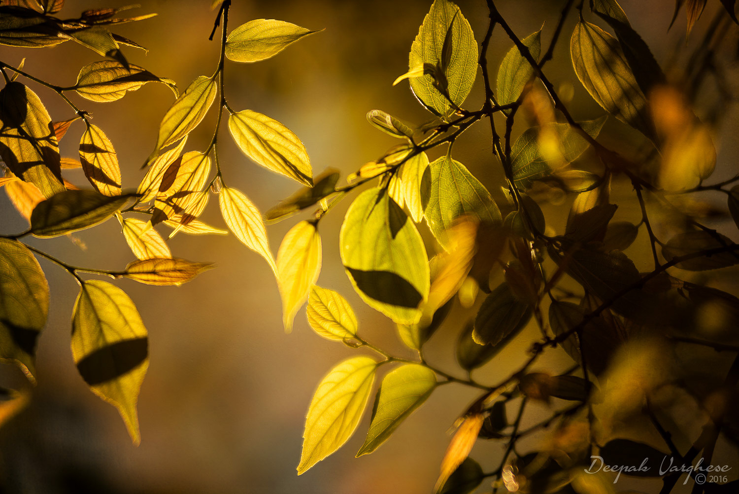 Golden leaves in soft autumn light