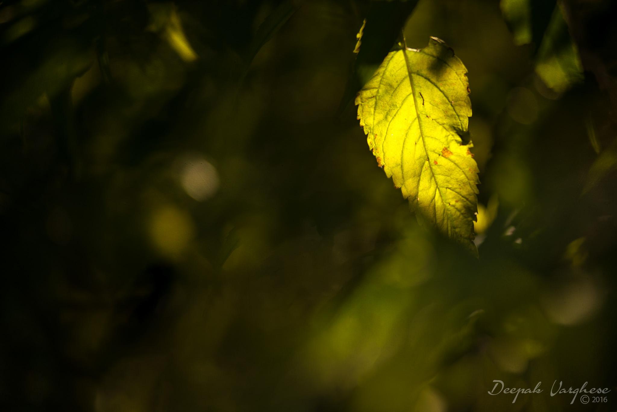 Amsterdam street scene on a warm afternoon